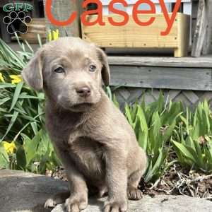 Casey, Silver Labrador Retriever Puppy